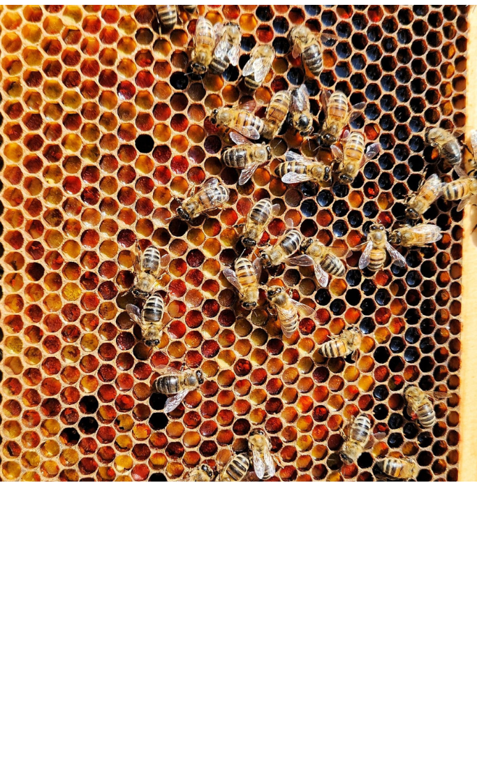 Honey comb with numerous bees working on the comb