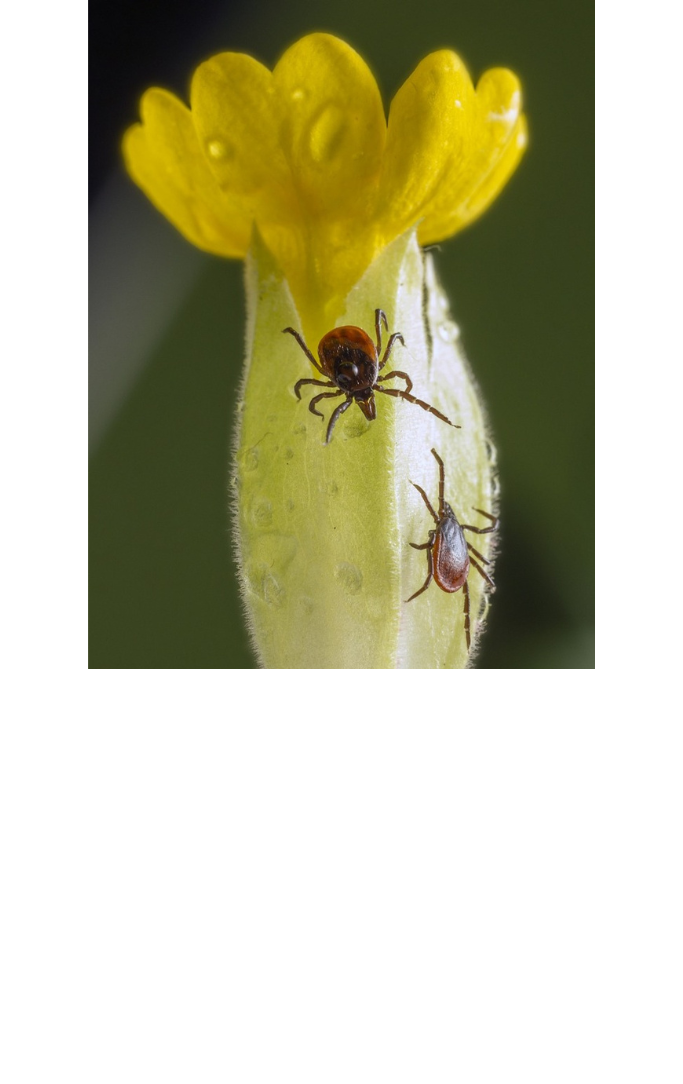 Two ticks on a yellow flower