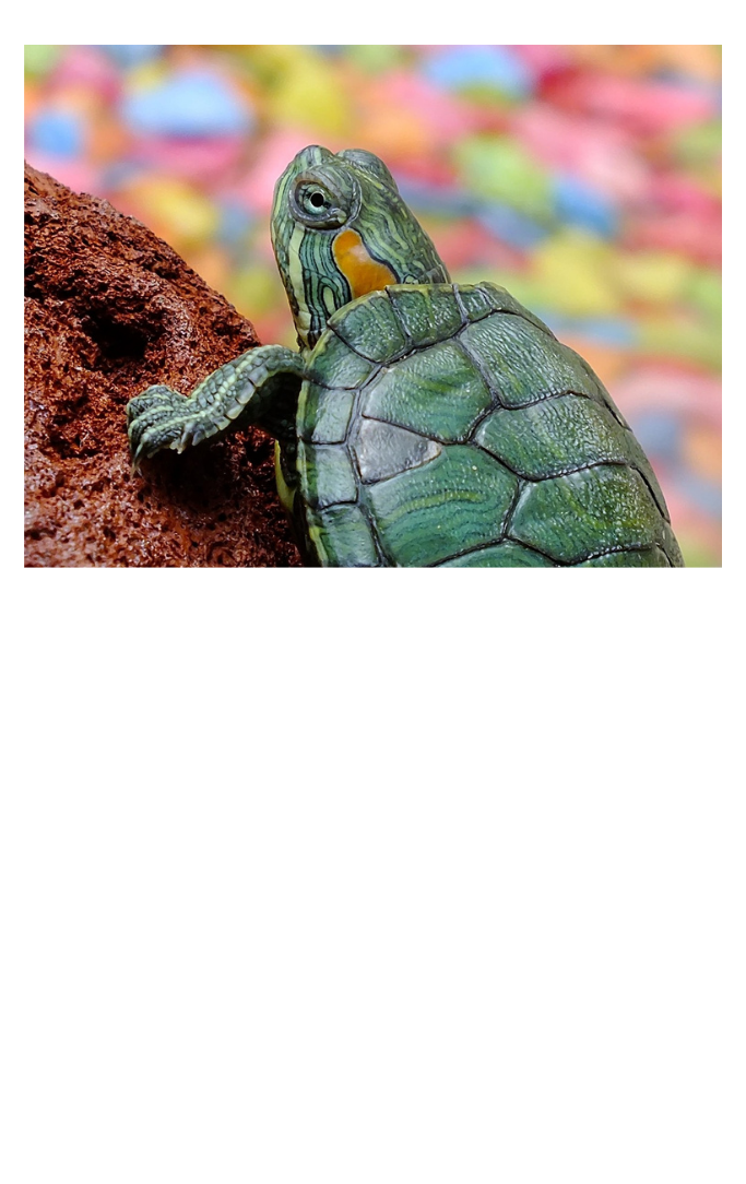 Green turtle resting on a rock