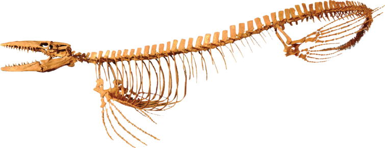 Tylosaurus